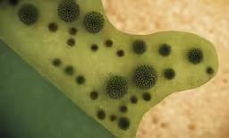 there is a picture of an algae in the water