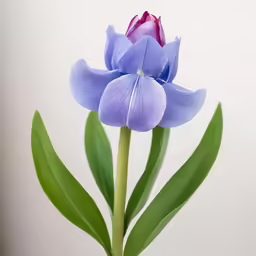 a pink and purple flower on the stem