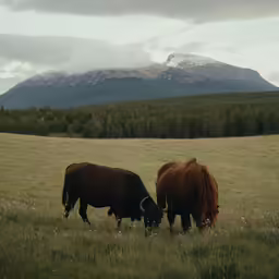 two cows are eating in the meadow with a mountain in the background