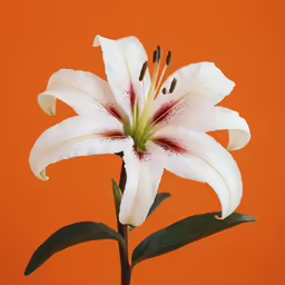 the white flower with red center is blooming in front of an orange wall