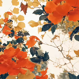 the background of an orange flowered tree in fall