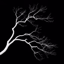 a white tree on a black background