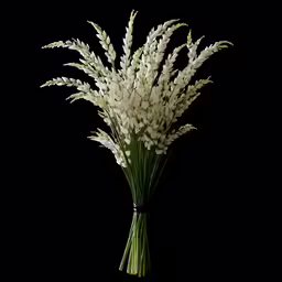 a close up of flowers with a black background