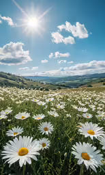 several daisies sitting in a large field in front of the sun