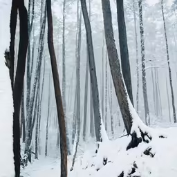 the trees are covered in snow near a lot of trees