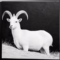 a ram stands near its enclosure in a field