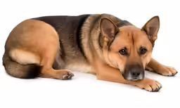 a german shepard dog is sitting down
