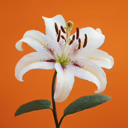 white flower on an orange background with leaves