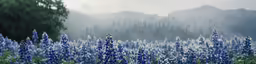 blue flowers with trees in the background