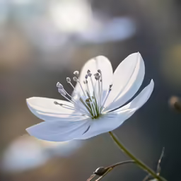 some flowers that are white and some black