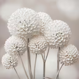 a group of white chrysanthus arranged in a vase
