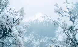 trees covered with snow are pictured against a grey sky