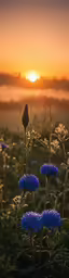 some blue flowers in front of the setting sun