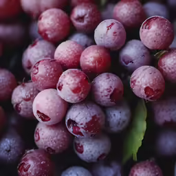 water droplets have been covering the berries of this berry tree