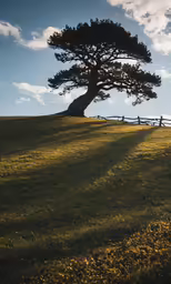 a single tree stands on top of a grassy hillside