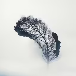a bare tree in the middle of some fog