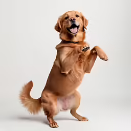 a happy dog showing off his paws