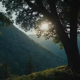 the sun peeking behind the tree and mountains