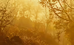 this is a yellow haze in the woods