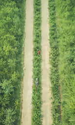 two people walking down the road surrounded by lots of tall trees