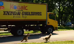 a dog is crossing the road as it chases a truck,two large dogs walking around near a truck