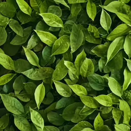green leaves are shown close up, with bright green colors