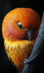 a bird that is looking over its shoulder