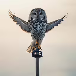 an owl is sitting on top of a pole with wings spread