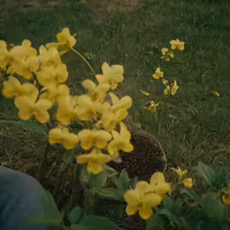 yellow flowers in a garden are growing near a rock