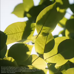 the top portion of the leaves of an ash tree