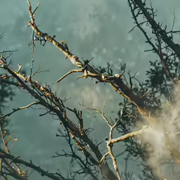 bird perched in a tree looking for its own