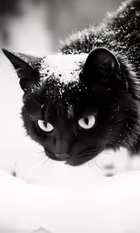 a cat in the snow looks up from its perch