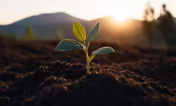 a close up of a plant growing from dirt
