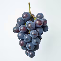 grapes still growing hanging from branch with white sky