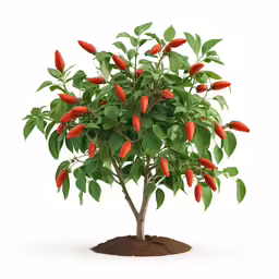 a large tree with bright orange fruits on it