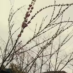 tree with buds that are not yet open on an overcast day
