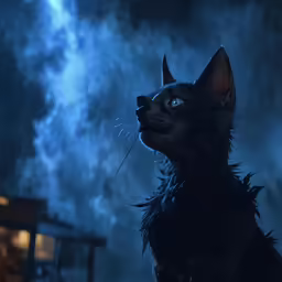 a cat staring up in a darkened sky