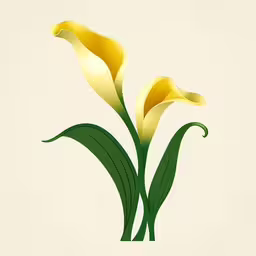 two yellow calla lily flowers, with green leaves