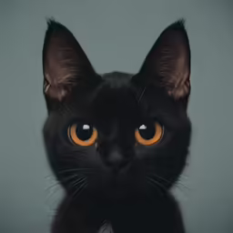 a black cat has a bright yellow eye and is looking to the side