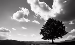 the lone tree stands alone in the field