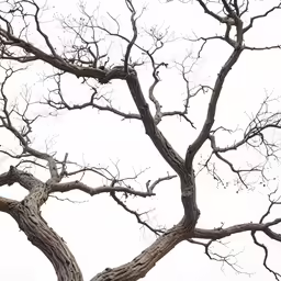 tree branches with no leaves against sky