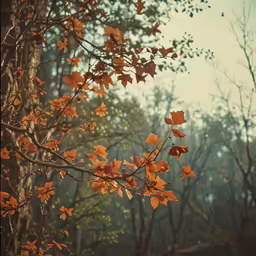 orange leaves in a forest with fog on the sky