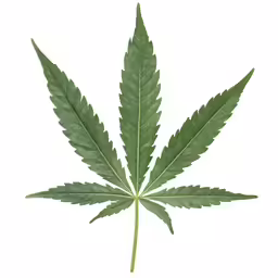 marijuana leaf, cut and photographed on a white background