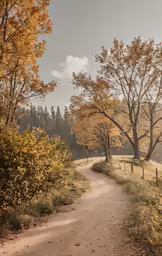 a trail leads to two trees with leaves on them