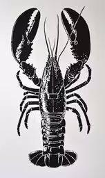 a black and white drawing of a lobster on a white background,the lobster was drawn in black ink and is mounted on white background