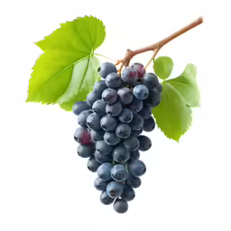 a bunch of black grapes hanging from the branch of a tree