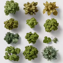 various types of plants arranged on top of each other
