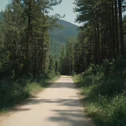 a dirt road leads to the bottom of a forested hill