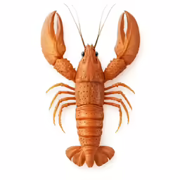 the face and arms of the lobster are not visible
