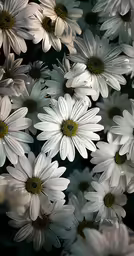 the image is of white flowers in full bloom